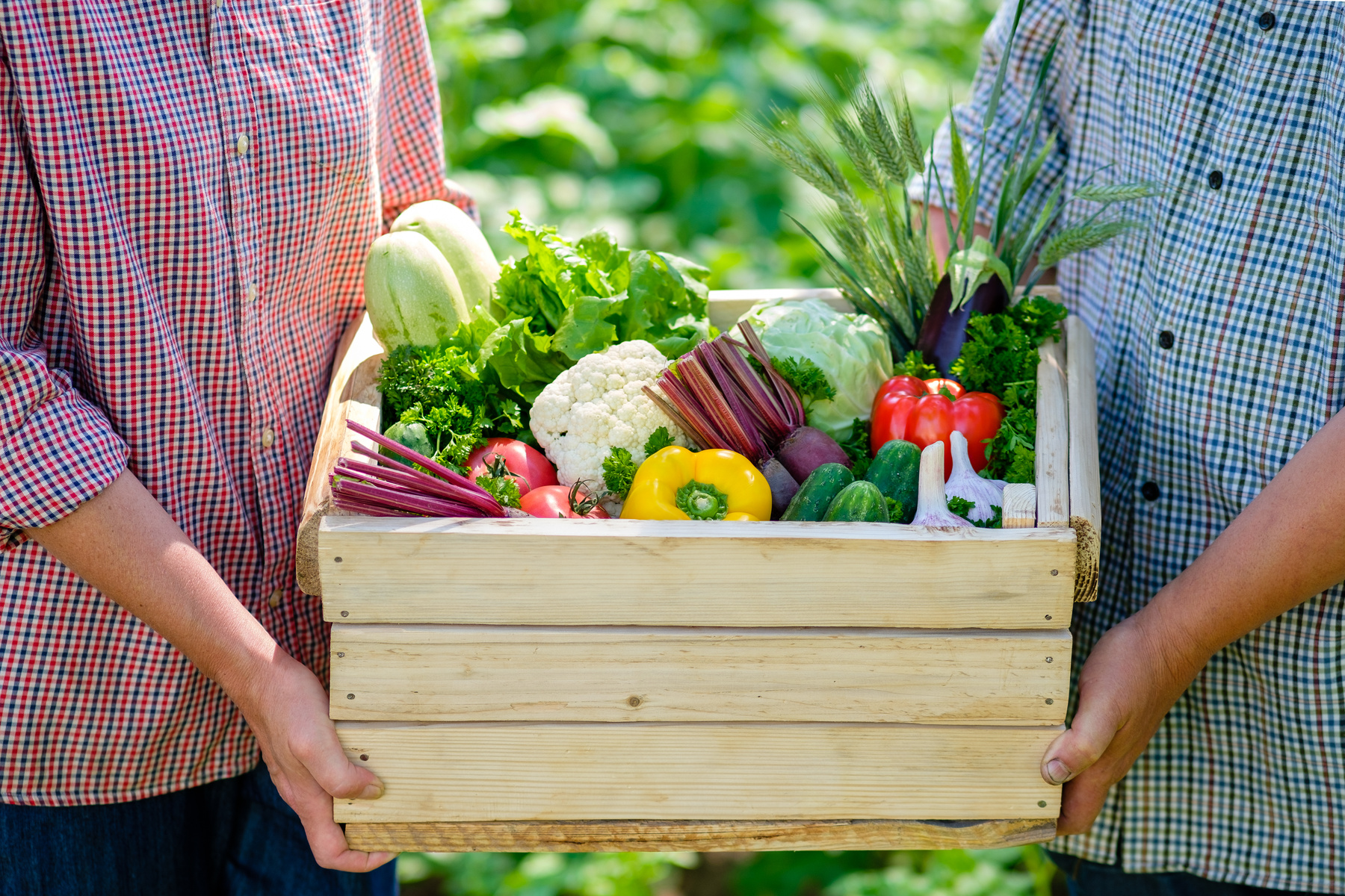 Wooden box full of fresh organic vegetables in female and man's hands. Farmers family with harvest.