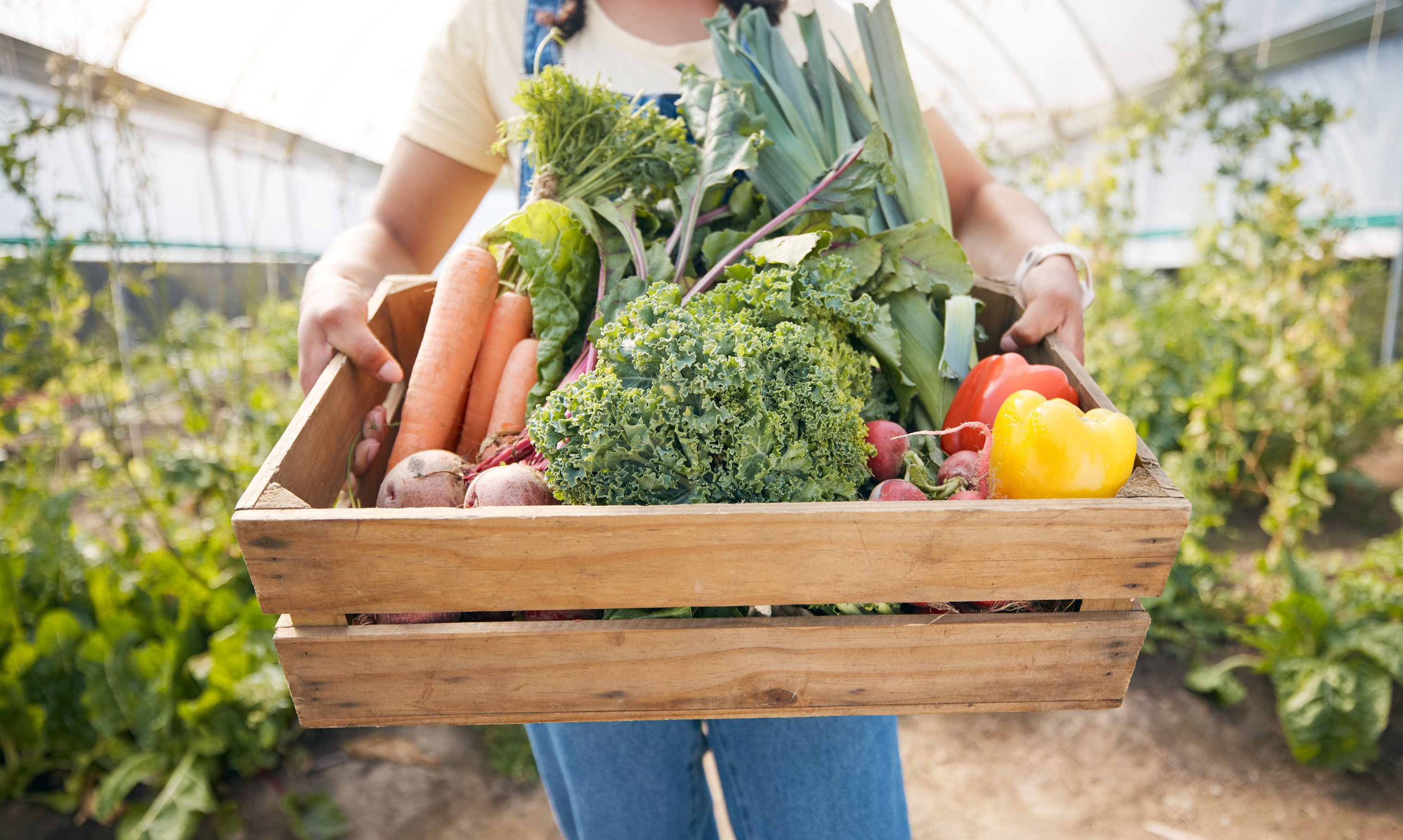 Greenhouse, Hands of Woman with Wooden Box of Vegetables and Sustainable Small Business in Agriculture. Girl at Farm, Natural Food and Agro Growth in Summer with Organic Beetroot, Carrots and Pepper.